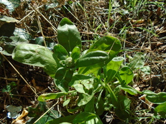 Calendula officinalis