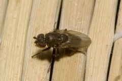 Limosininae