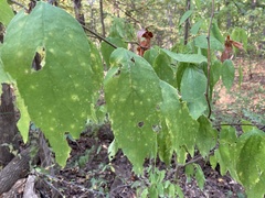 Celtis occidentalis