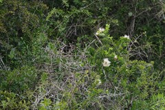 Azima tetracantha