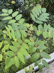 Rhus javanica