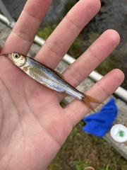 Notropis hudsonius