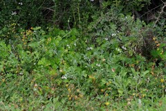 Pelargonium odoratissimum