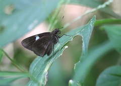 Notocrypta paralysos