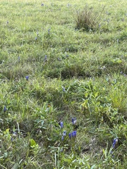 Gentianopsis crinita
