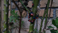 Euthyrhynchus floridanus