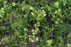 Capparis sepiaria