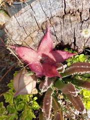 Stapelia grandiflora