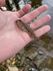 Neogobius melanostomus