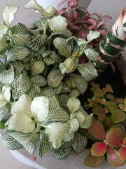 Fittonia