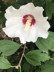 Hibiscus syriacus