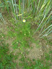 Matricaria chamomilla