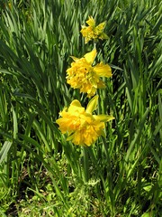 Narcissus