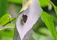 Surendra quercetorum