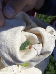 Epilachna varivestis