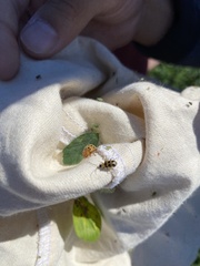 Epilachna varivestis