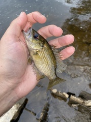 Ambloplites rupestris