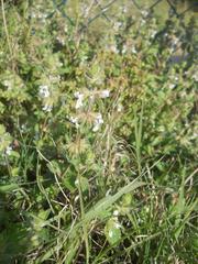 Stachys ocymastrum