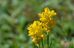 Genista sagittalis