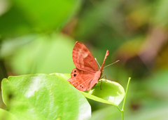 Abisara bifasciata