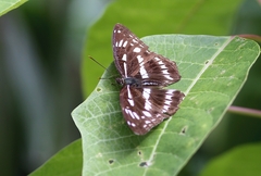 Limenitis sulpitia