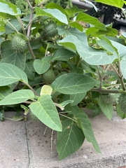 Datura innoxia