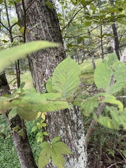 Ulmus rubra
