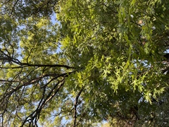 Quercus buckleyi