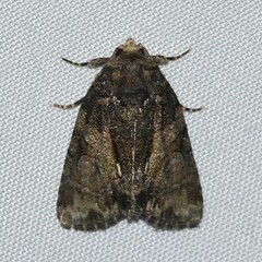 Chytonix palliatricula