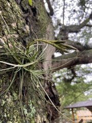 Tillandsia schiedeana