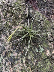 Tillandsia schiedeana