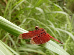 Neurothemis taiwanensis