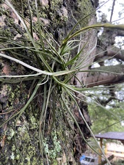 Tillandsia schiedeana