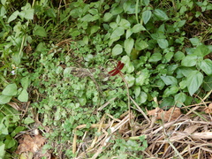 Neurothemis taiwanensis