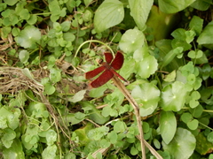 Neurothemis taiwanensis