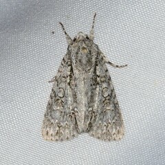Acronicta