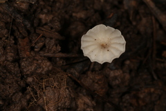 Marasmius