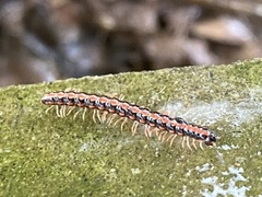 Helicorthomorpha holstii