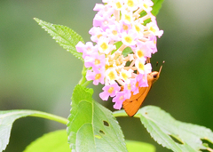 Cupitha purreea