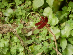 Neurothemis taiwanensis