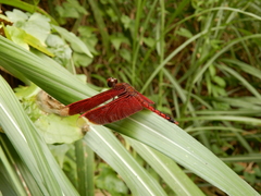 Neurothemis taiwanensis