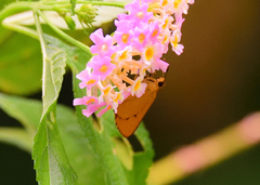 Cupitha purreea