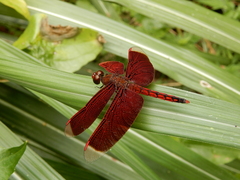 Neurothemis taiwanensis