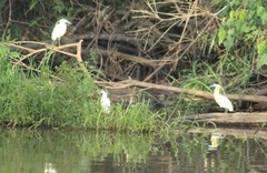 Pilherodius pileatus