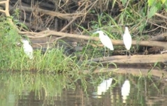 Pilherodius pileatus