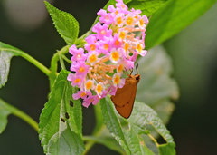 Cupitha purreea