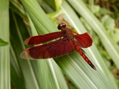 Neurothemis taiwanensis