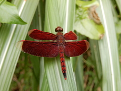 Neurothemis taiwanensis