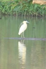 Pilherodius pileatus