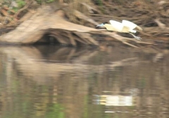 Pilherodius pileatus